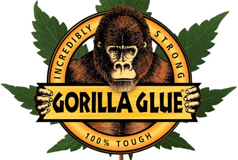 Gorilla Glue 4 S1 Cannabis Seeds Gg4 Strain Greenpoint Seeds