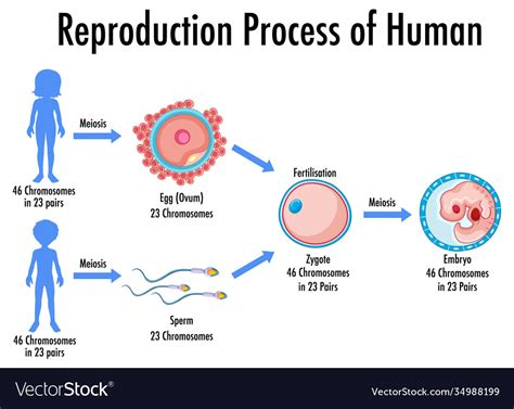 Reproduction Process Human Infographic Royalty Free Vector Riset