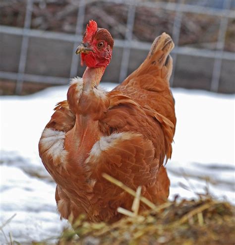 Transylvania Naked Neck Chicken Flickr Photo Sharing