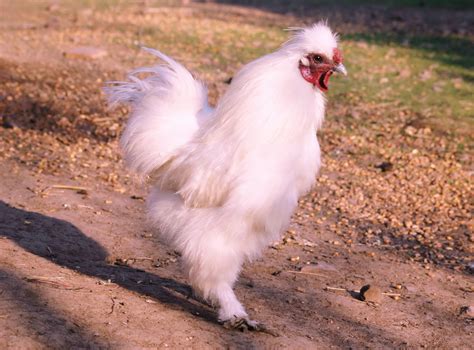 White Silkie Rooster Homestead Hustle