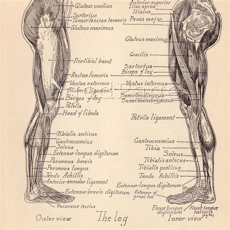Vintage Anatomy Print 1930s Anatomy Drawing Medical Drawings