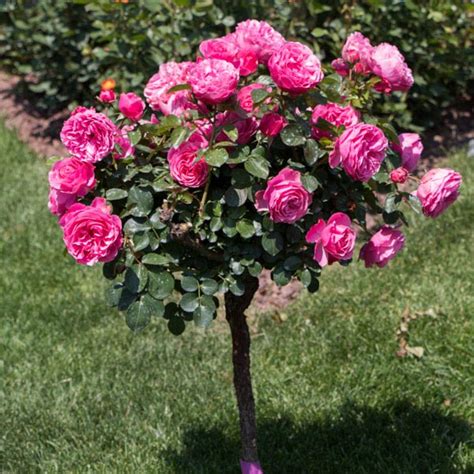 Tree Rose Rosa Hybrid Mygardenlife