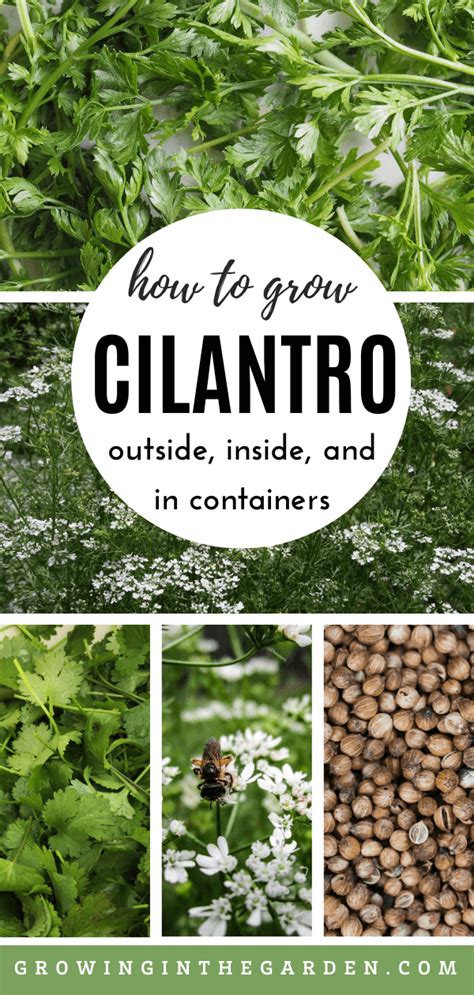 How To Grow Cilantro 5 Tips For Growing Cilantro Growing In The