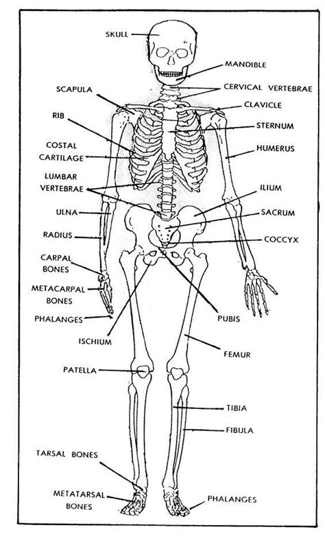 Human Skeleton Worksheet To Label