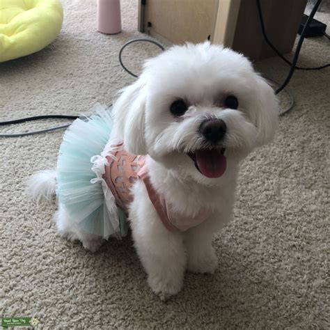 Pure Male Cutie Maltese Stud Dog In Evanston The United States