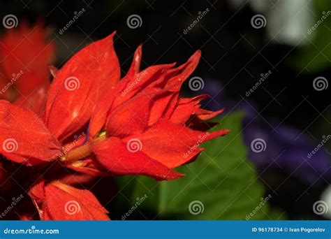 A Flower With Bright Red Petals Stock Photo Image Of Color Aroma