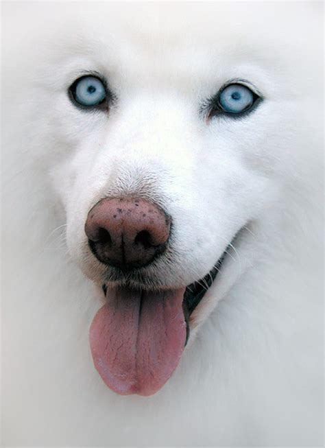 Dog Breeds With Blue Eyes Dog Training Home Dog Types