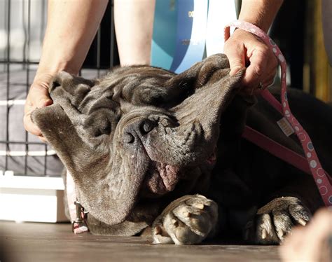 Martha The Mastiff Has Been Crowned The Winner Of The Worlds Ugliest