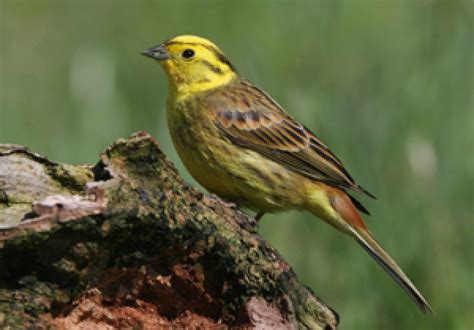 Yellowhammer Bto British Trust For Ornithology