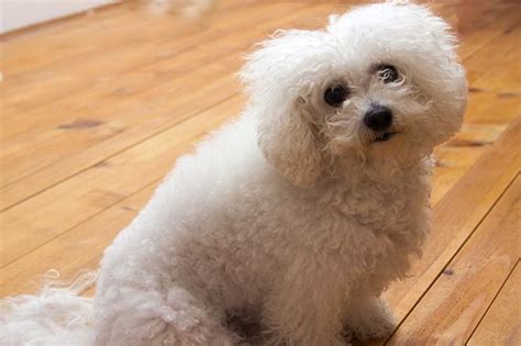 Bichon Frise Dog Breed Information Pictures Characteristics And Facts