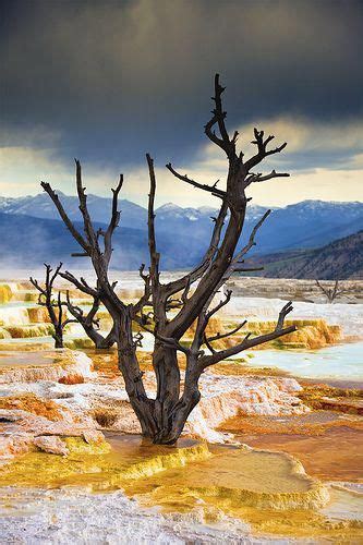 Petrified Trees Main Terrace Mammoth Hot Springs Yellowstone