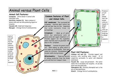 What are the shapes of epidermal cells of the onion peel and the human cheek cells? Animal Cell VS Plant Cell | Earth Mama's World