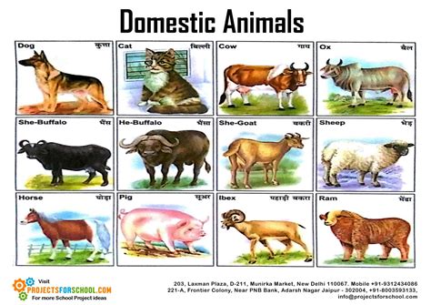 Kids Science Projects Domestic Animals Free Download