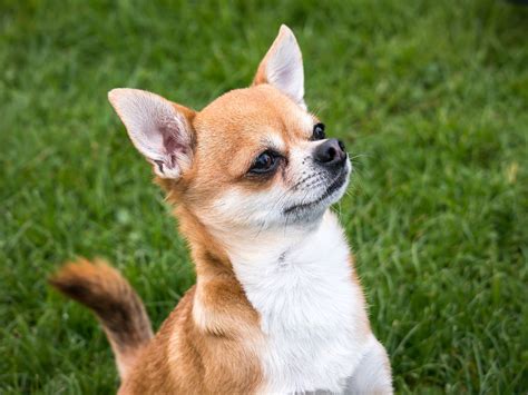 Chihuahua Principais Características E Cuidados Com A Raça