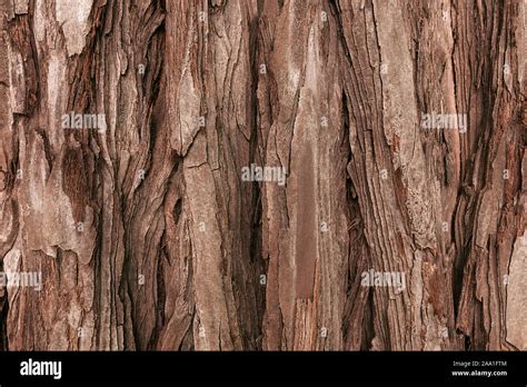 The Textured Bark Of A Young Coastal Redwood Sequoia Bark Natural