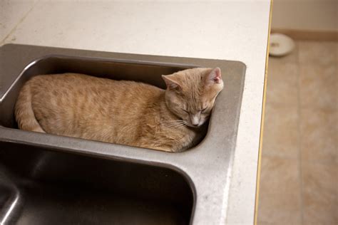 23 Cute Cats In Sinks 23 Pics Amazing Creatures