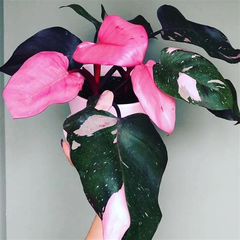 Philodendron Pink Princess This Philodendron Is Extremely Sought After