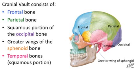 Neurocranial Vault Somatic Dysfunction Flashcards Quizlet