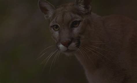 Cougar Wiki 24 Fandom