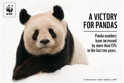 Great News Panda Numbers Have Increased By More Than 15 In The Last
