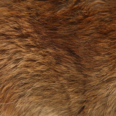 Bear Fur Brown Bear Fur Texture Fur Texture Fur Aesthetic