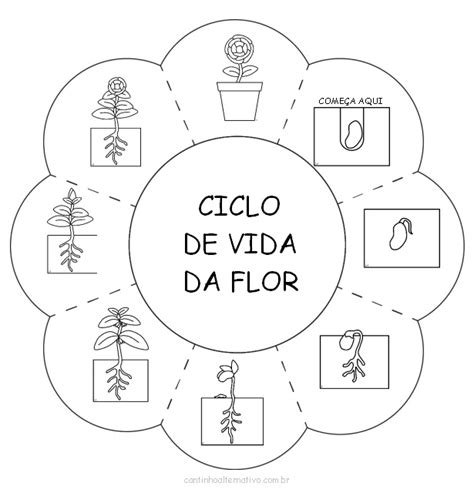 Atividade Do Ciclo De Vida Da Flor Para Imprimir Blog Cantinho