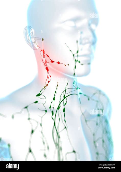 Swollen Lymph Nodes Neck High Resolution Stock Photography And Images