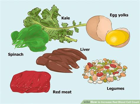 What Vitamins Are Necessary For Red Blood Cell Production