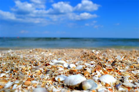 Sea Shells Seaside Free Photo On Pixabay Pixabay
