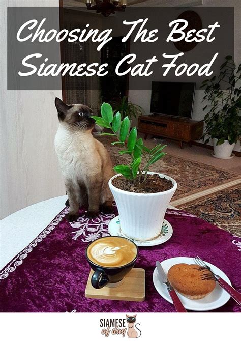 What Is The Best Diet For A Siamese Cat Siamese Of Day Siamese