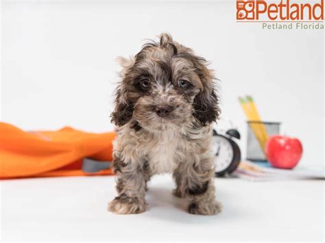We serve families from columbia, charleston, rock hill (sc), charlotte, fayetteville, asheville, and raleigh durham (nc), georgia, florida, tennessee, and virginia. Puppies For Sale | Cockapoo puppies, Cockapoo puppies for ...