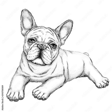 Bulldog Puppy Drawing