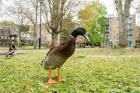 Viral Sensation Duck Long Boi Missing From University Of York Yahoo Sport
