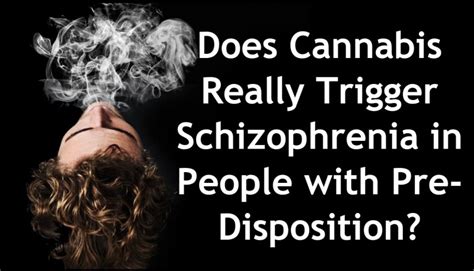 Does Cannabis Really Trigger Schizophrenia In People With Pre Disposition