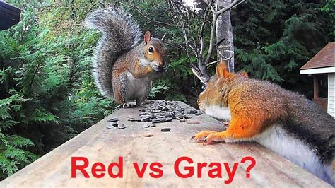 Red Squirrel Vs Gray Squirrel Youtube