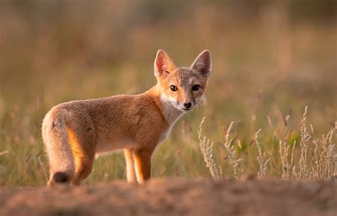 Foxes In Oregon Types And Where They Live Az Animals