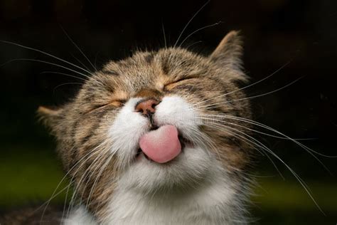 683 Funny Cat Sticking Tongue Out Stock Photos Free And Royalty Free
