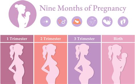 Nine Months Of Pregnancy Pregnancy Birth And Beyond