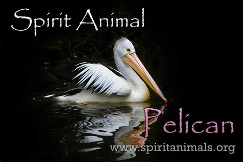 Pelican Spirit Animal Meaning And Symbolism Spirit Animals