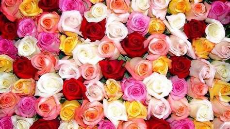 It is perfect set of rose wallpapers in hd quality! Pictures Of Roses Wallpapers - Wallpaper Cave