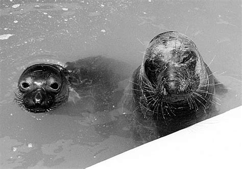 The Seal That Rescued A Rescuer Aquarium Blog Aquarium Of The Pacific