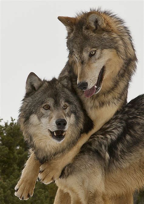 Wolves Just Good Friends Wolf Dog Wolf Love Beautiful Wolves