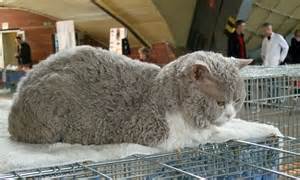 Cats In Sheeps Clothing The Poodle Cat With A Quirky Gene Is