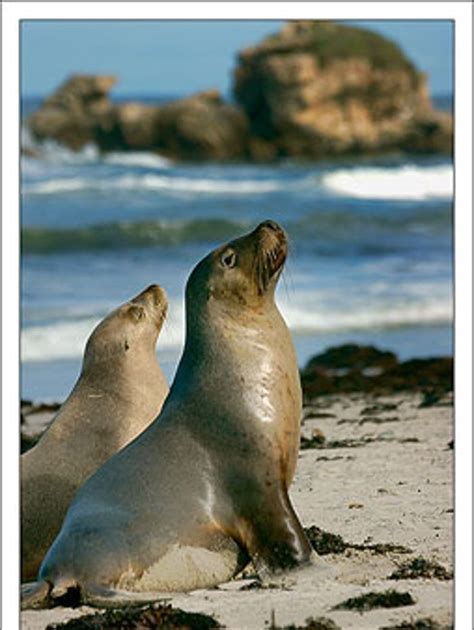 Fur Seals Kangaroo Island Kangaroo Island Animals Ocean Creatures