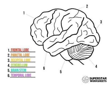 Labeling The Brain Worksheet Human Brain Worksheets Superstar My Xxx