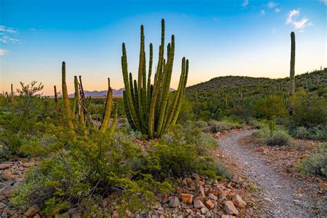 Organ Pipe Cactus National Monument Adventurous Way
