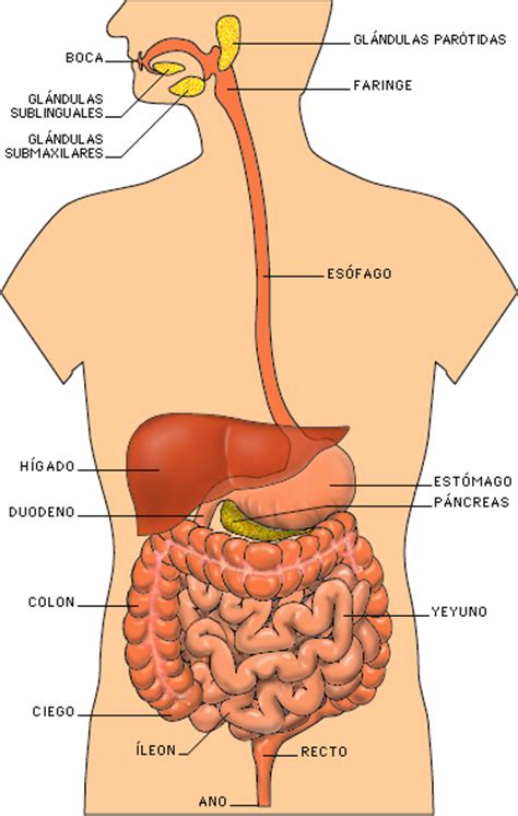 Sistema Digestivo Humano Contenidos De Sexto Grado
