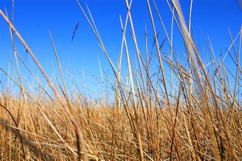Reed 1 Free Stock Photos Rgbstock Free Stock Images Jwgeertsma
