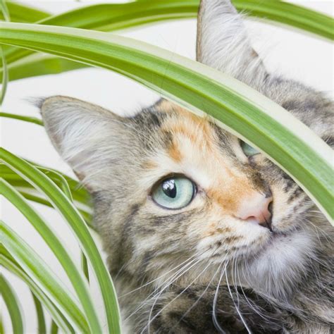 Cat friendly plants grown in or around your house ensure that your kitty won't develop an allergic reaction or be poisoned when poking its nose around the pots and plant beds. Cat Friendly Plants? | ThriftyFun