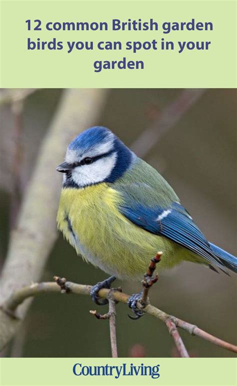 24 Common British Birds And How To Spot Them Bird Garden British